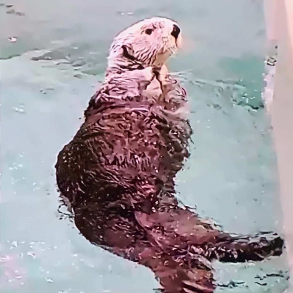 Meet your Posher, Charlotte